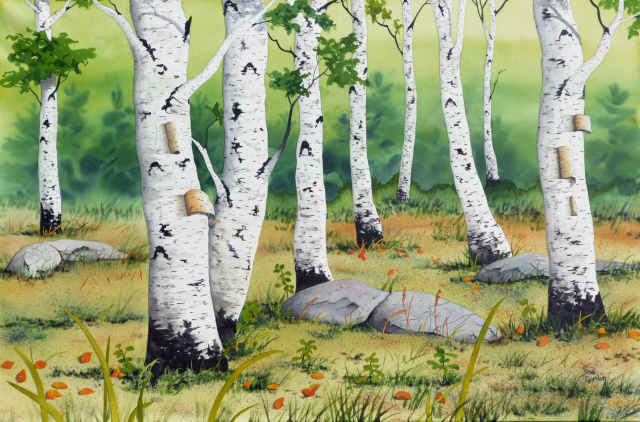 Forest of Birch